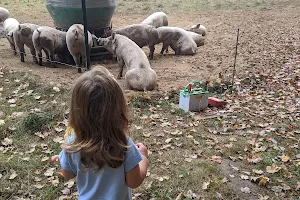 Briggs Boesch Farm image