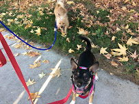 Unamore Complete Pet Care - Photo 3 - Car repair in , Hemet