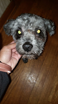 Chets Pets - Photo 2 - Car repair in Detroit, MI, Detroit