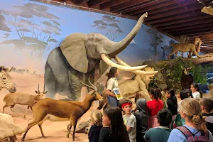 Petaluma Wildlife Museum image