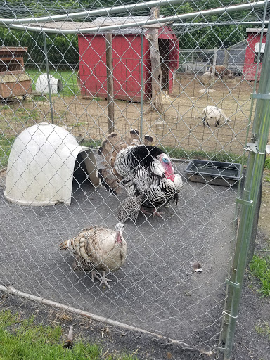 Animal Shelter «Animal Adventures Family Zoo & Rescue Center», reviews and photos, 336 Sugar Rd, Bolton, MA 01740, USA