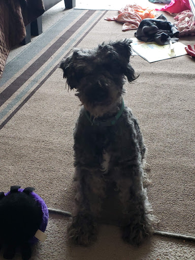 Pet Supply Store «Pet Supplies Plus», reviews and photos, 5348 Dixie Hwy, Waterford Twp, MI 48329, USA