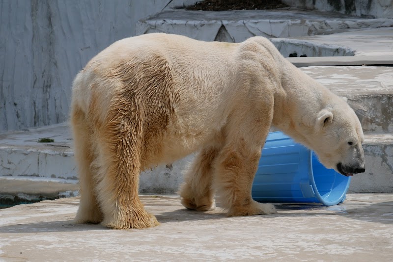 ホッキョクグマ舎