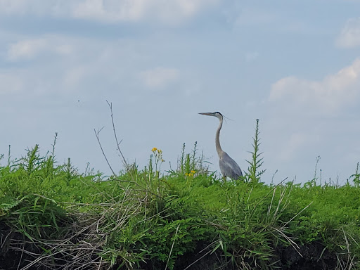 Tourist Attraction «Twister Airboat Rides», reviews and photos, 8199 W King St, Cocoa, FL 32926, USA