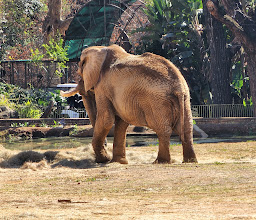 Pretoria Zoo photo