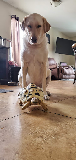 Pet Store «CUSTOM CREATURES PET SHOP», reviews and photos, 10727 N 19th Ave, Phoenix, AZ 85029, USA