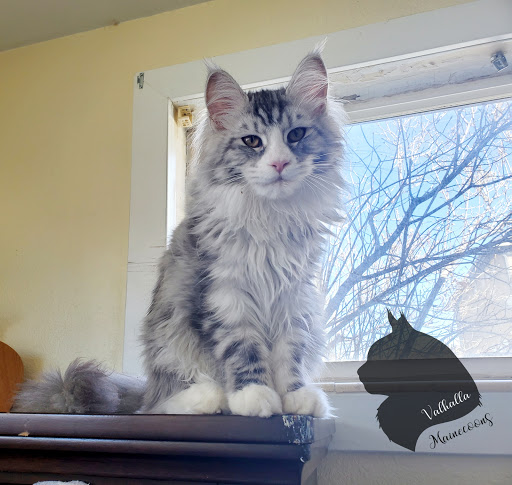 Valhalla Maine Coon Cattery