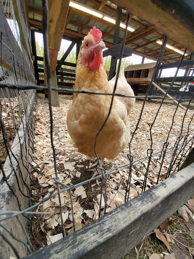 Farm «Buford Corn Maze.», reviews and photos, 4470 Bennett Rd, Buford, GA 30519, USA