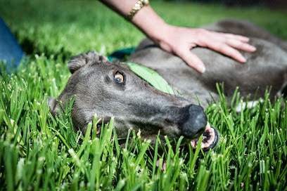 Greyhound Adoption Program Victoria (GAPVIC)