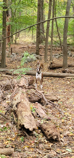 Dog Park «Danvers Dog Park», reviews and photos, 29 Ingersoll St, Danvers, MA 01923, USA