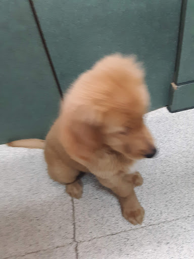 Pet Store «Petland Montgomery», reviews and photos, 7127 Eastchase Pkwy, Montgomery, AL 36117, USA