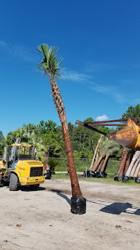 Lisenby Palms Inc. - Photo 9 - Car repair in Panama City Beach, FL, Panama City