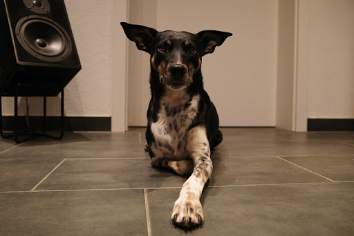 Dog Park «Mt. Airy Dog Park», reviews and photos, 3006 Westwood Northern Blvd, Cincinnati, OH 45211, USA