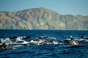 Orca Dive Expeditions image