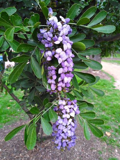 Park «Milam Park», reviews and photos, 500 W Commerce St, San Antonio, TX 78207, USA