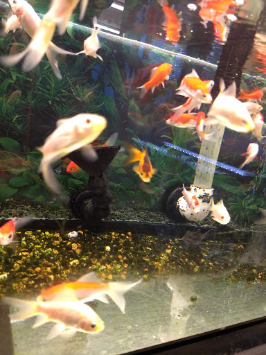 Pet Supply Store «Pet Supplies Plus», reviews and photos, 1150 N Court St #2A, Medina, OH 44256, USA