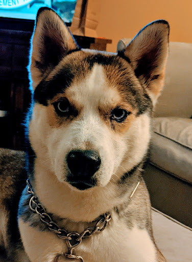 Pet Supply Store «Pet Evolution - Pet Food | Dog Wash | Grooming», reviews and photos, 429 Commerce Dr, Woodbury, MN 55125, USA