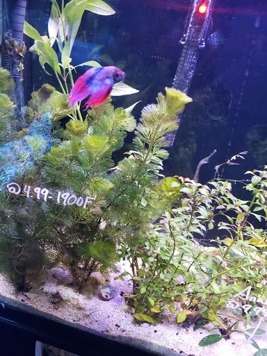 Pet Groomer «We Lov Pets», reviews and photos, 3853 Northpointe Dr, Zanesville, OH 43701, USA