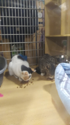 Pet Supply Store «PetSmart», reviews and photos, 2458 Central Park Ave, Yonkers, NY 10710, USA