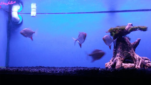 Aquarium «Crystal Reef Aquariums», reviews and photos, 311 Pass Rd, Gulfport, MS 39507, USA