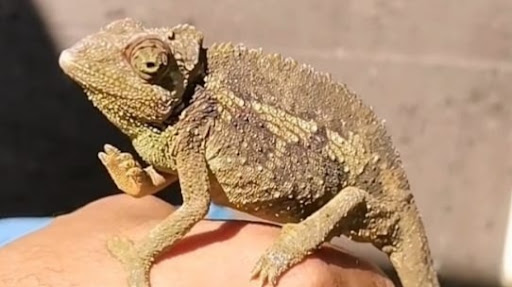 Camaleónico Reptilario