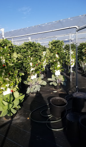 Gift Shop «Sunsational Citrus», reviews and photos, 700 N Central Ave, Umatilla, FL 32784, USA