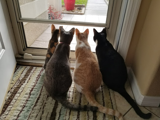 Pet Supply Store «Pet Supermarket», reviews and photos, 2924 13th St, St Cloud, FL 34769, USA