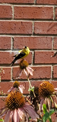 Fast Food Restaurant «Chick-fil-A», reviews and photos, 6032 Sykesville Rd, Eldersburg, MD 21784, USA