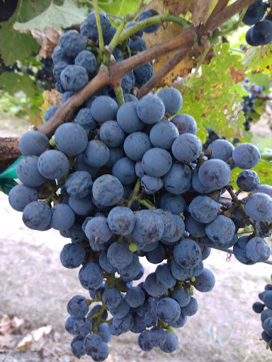 Winery «Clear Creek Vineyard & Winery, Home of the Rio Claro Wines», reviews and photos, 4053 AZ-260, Camp Verde, AZ 86322, USA