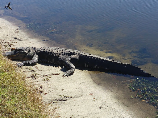 Golf Course «Freedom Fairways Golf Course & Tennis Club», reviews and photos, 3932 Upper Creek Dr, Sun City Center, FL 33573, USA