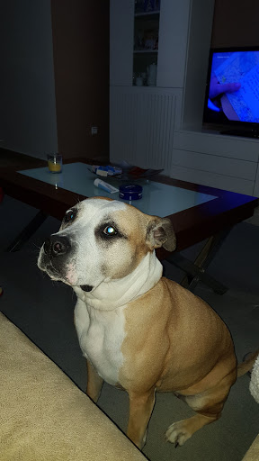 Clínica Veterinaria Jordá en Valencia