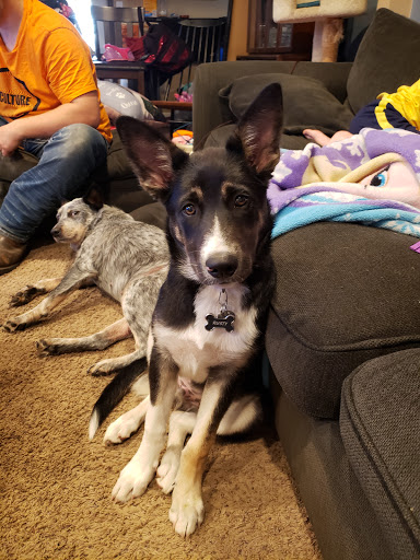 Farris Veterinary Clinic image