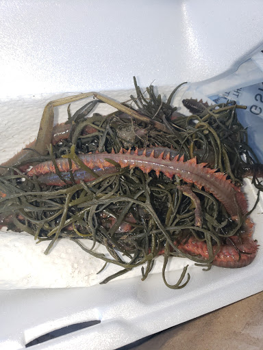 Bait Shop «Elkhorn Outdoor Sports», reviews and photos, 6745 20th St, Rio Linda, CA 95673, USA