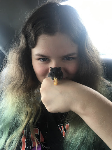 Pet Supply Store «Petco Animal Supplies», reviews and photos, 30697 US Hwy 19 N, Palm Harbor, FL 34684, USA