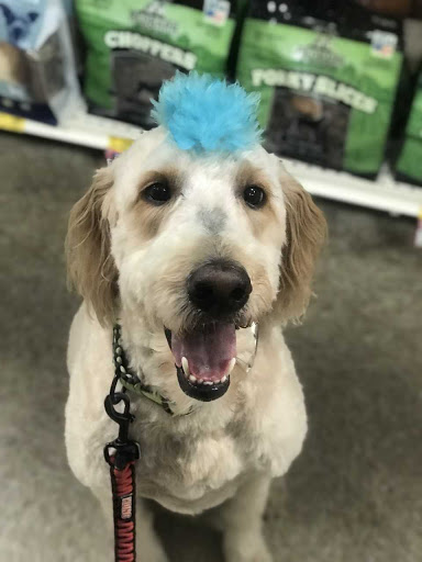 Pet Supply Store «PetSmart», reviews and photos, 10460 Town Center Dr, Westminster, CO 80021, USA