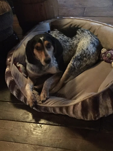 Pet Supply Store «Blue Ridge Dog», reviews and photos, 115 W Water St, Harrisonburg, VA 22801, USA