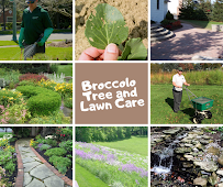 Broccolo Lawn and Landscape - Photo 6 - Car repair in Fairport, NY, Rochester