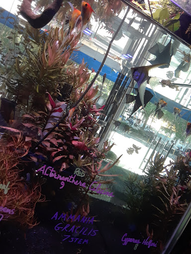 Aquarium «Pacific Aquarium & Plant Inc», reviews and photos, 46 Delancey St #1, New York, NY 10002, USA