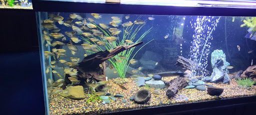 Aquarium «Sea Oddities», reviews and photos, 128 Broad St, Kingsport, TN 37660, USA