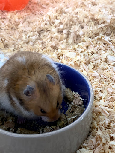 Pet Supply Store «Pet Supermarket, Inc.», reviews and photos, 598 N McCarran Blvd, Sparks, NV 89431, USA