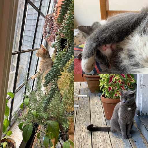 Pet Supply Store «Thomaston Feed of Cheshire», reviews and photos, 851 S Main St, Cheshire, CT 06410, USA