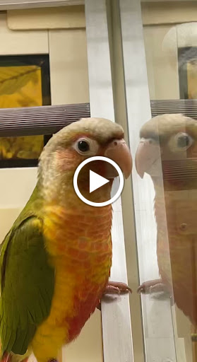 Pet Supply Store «PetSmart», reviews and photos, 1540 N Dale Mabry Hwy, Tampa, FL 33607, USA