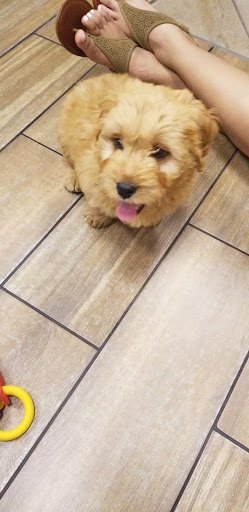 Pet Store «Charm City Puppies», reviews and photos, 8205 Snowden River Pkwy, Columbia, MD 21045, USA