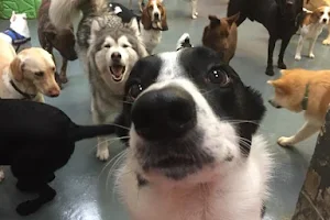 Stay N Play Doggy Daycare image