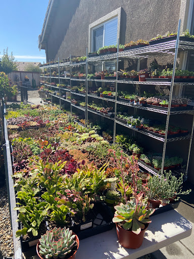 Succulent Obsession