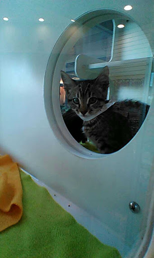 Pet Adoption Service «Found Animals Adopt & Shop», reviews and photos, 353 Lakewood Center Mall, Lakewood, CA 90712, USA