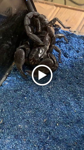 Pet Groomer «Animal Kingdom Grooming», reviews and photos, 339 S Santa Fe Ave, Pueblo, CO 81003, USA