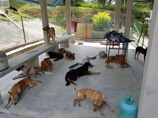 Best Dog Adoption Places In Kualalumpur Near Me