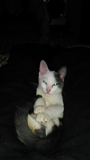 Pet Supply Store «Pet Needs Etc», reviews and photos, 5664 N Telegraph Rd, Dearborn Heights, MI 48127, USA