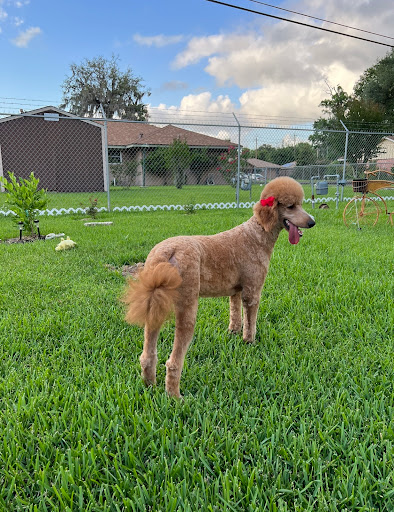 Chaneke's Dogs Grooming